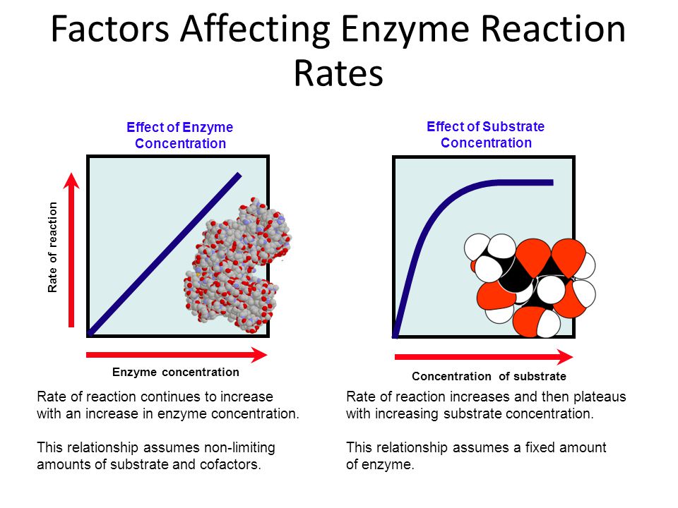 Factors affecting Enzyme Activity
